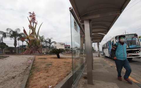 Orquídea. La flor insignia de Guayaquil también luce descuidada en su entorno.