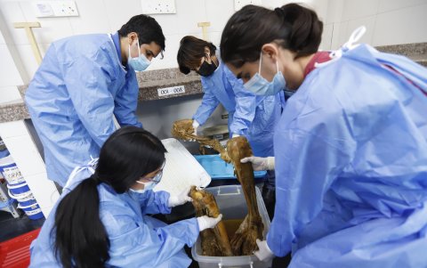 Dentro de varias cubetas hay partes de cuerpos que están siendo sometidos a la nueva técnica de la glicerinización.