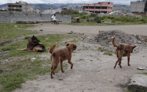 Abandonados. En el Manantial, sur de la urbe, se desplazan en manadas, tras una hembra.