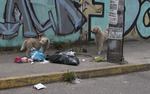Hambrientos. Muchos se alimentan de los desperdicios de la calle.