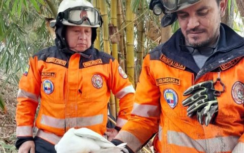Una de las garzas estaba enredada en el fango.