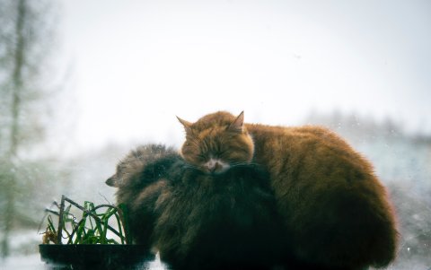 Atención. El tamaño, la altura, la edad y el sexo son otros condicionantes.