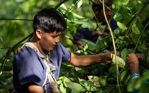 Recolección de hojas de guayusa para la empresa Waykana, que llega a EE. UU.