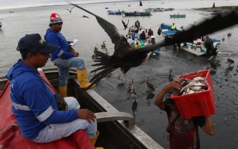 La principal actividad económica de Posorja es la pesca