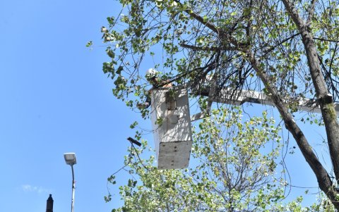 Mantenimiento. En el caso de árboles altos y frondosos, la Empresa Municipal de Obras se encarga del mantenimiento, con obreros especializados.