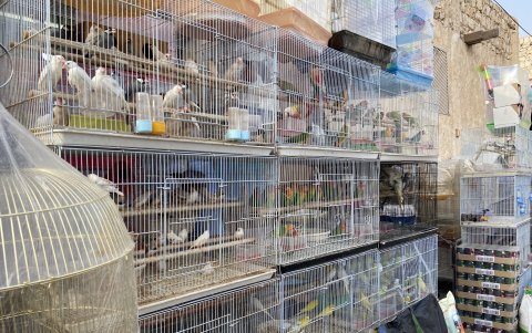 Los pájaros son de venta libre en Qatar.