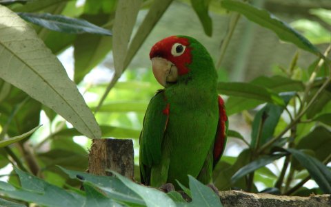 Lora cabeza roja en medio de la vegetación.