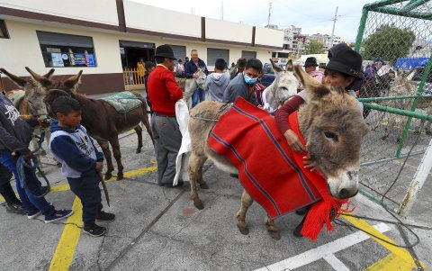 La comunidad de veterinarios de la zona de Salcedo entrega unos “kit de medicamentos” para los animales y, antes de la competencia “se escoge la mejor yerba” para alimentar a los competidores, contó el organizador.