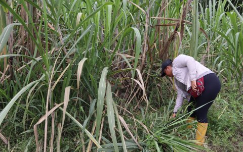 Efecto. El alto costo de insumos hace inviable la labor.