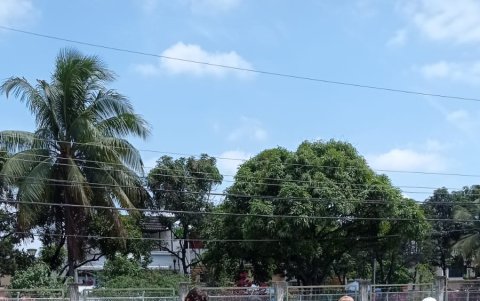 Acción. Los vecinos han sembrado árboles en el terreno.