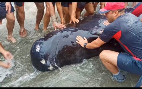 La ballena fue revisada previo a ingresar al océano.