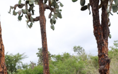 Fotografía cedida por Galapagos Conservancy que muestra a la tortuga Fernanda.