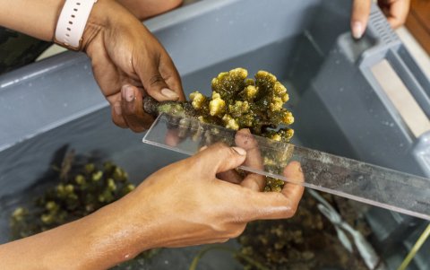 Galapagos. El proyecto prueba diferentes métodos que favorecen la reproducción y crecimiento de corales en un vivero.