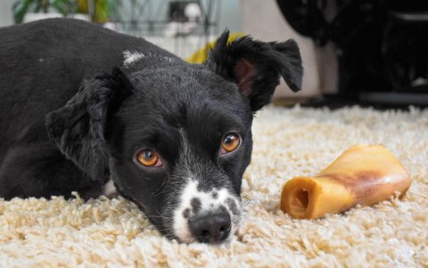 Tomar en cuenta. Los especialistas no recomiendan dar huesos crudos. Se parten con más facilidad y pueden provocar la rotura de un diente o una muela.