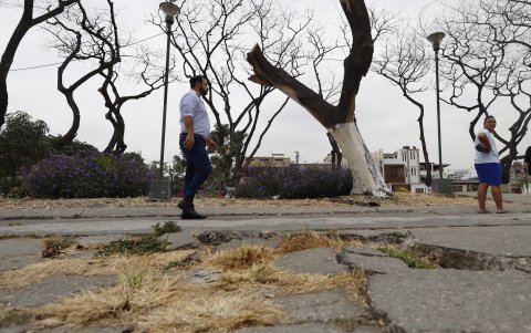 Las ramas de los árboles han levantado el pavimento de las peatonales de varias manzanas. Hay el temor que afecte a las casas.
