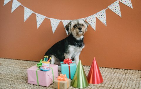 E. fenómeno. Inunda las redes sociales consiste en atribuirle a nuestro perro, gato e incluso conejos, características y condiciones propias de los seres humanos.