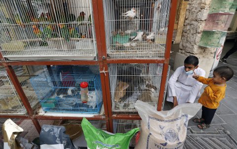 Doha, principal sede del Mundial de Qatar 2022. En la foto, aspecto del mercado de pájaros de Souq Waqif.