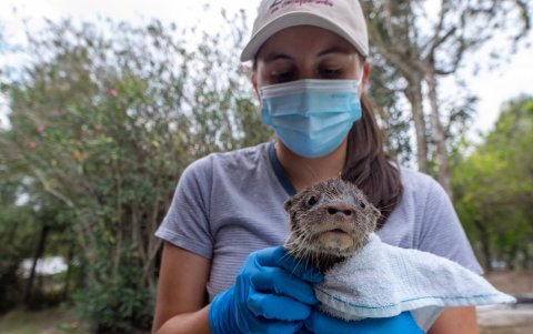 Auxilio. El animal fue hallado por funcionarios del Ministerio del Ambiente.