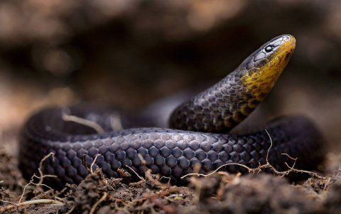 Hallazgo. 'Atractus michaelsabini' fue encontrada escondida junto a una iglesia en la localidad andina de Guanazán, provincia de El Oro, Ecuador.
