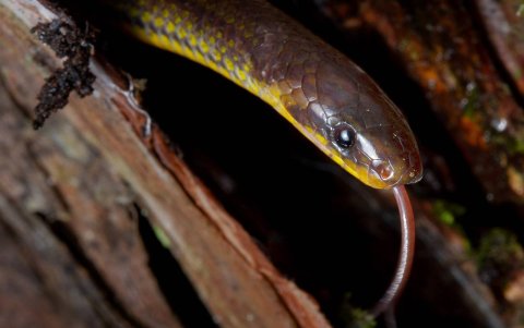 Presencia. 'Atractus zgap' fue encontrada en un huerto de una pequeña escuela en la localidad andina El Chaco, Ecuador.