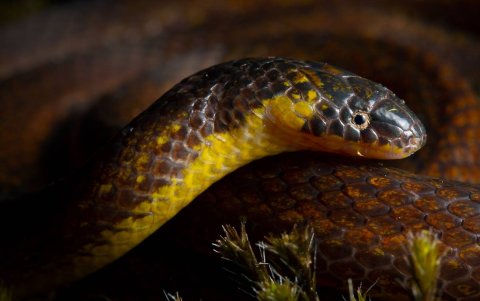 Evidencia. Atractus' fue encontrada escondida entre las tumbas de los ancianos del pueblo andino Amaluza, provincia de Azuay, Ecuador.
