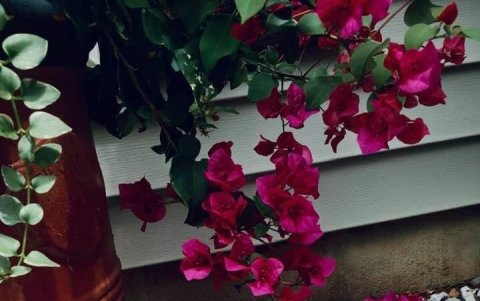 'Las queremos viva', una novela de la editorialSnow Fountain