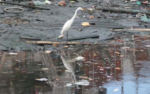 Vulnerables. Las garzas blancas y demás fauna que se nutre del manglar se ven afectadas por la presencia de basura.