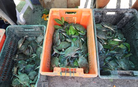 Algunos de los animales que pescan.