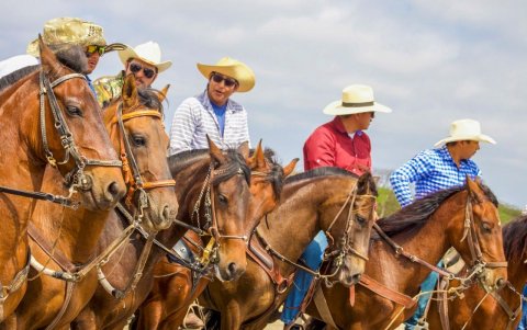 Los caballos que participan llegan de diferentes comunas.