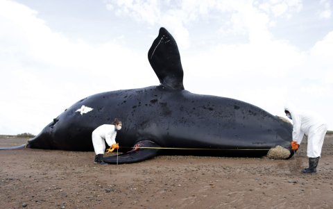 Las aguas calmas y claras que bañan la Península Valdés, en la sureña provincia argentina de Chubut, están reconocidas como patrimonio de la Humanidad.