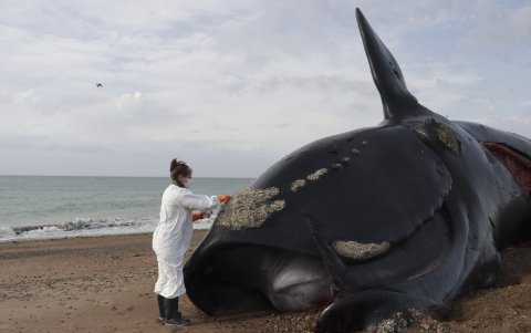 El Programa de Monitoreo Sanitario Ballena Franca Austral, del Instituto de Conservación de Ballenas (PMSBFA - ICB) investiga la muerte de las ballenas.