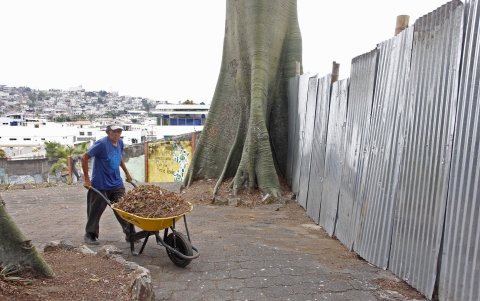 Cerca de los árboles de ceibos se observan cerramientos perimetrales que podrían afectar sus raíces.