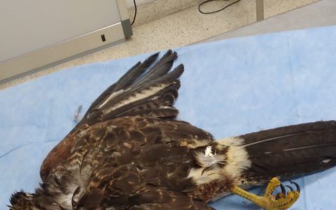 Así fue hallado el gavilán, con evidentes daños en su cuerpo.