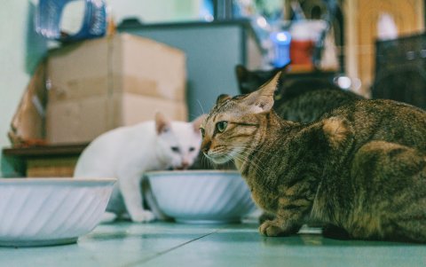 Para comenzar son muchos los factores que actúan como desencadenantes del estrés.