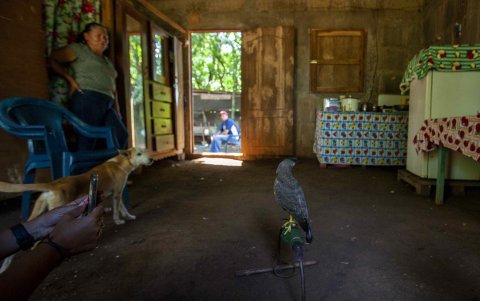 Nandaime (Nicaragua). Fotografía de un gavilán que el joven Ronald Flores entrena para cuidar sus cultivos.