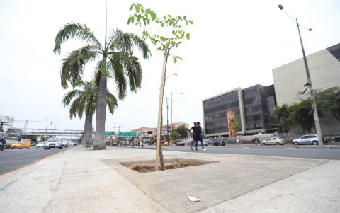 Efectos. Una acción es que donde estaban las vallas sin permisos se siembren árboles en Guayaquil.