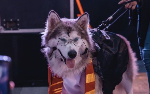 Las mascotas también llegaron con su disfraz