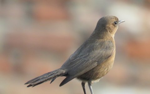 El ruiseñor tiene un pelaje muy sencillo en comparación a la grandeza de su canto.