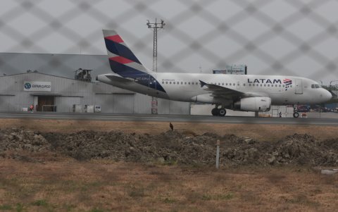 Especies. Otras aves también se encuentran cerca de las aeronaves.