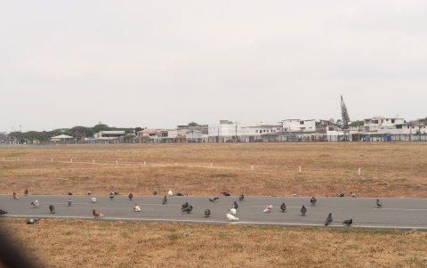 Equipos. Un piloto sugiere usar equipos como cañones para ahuyentar a las aves.