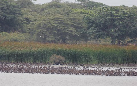 Miles de aves están en la zona del islote Palmar