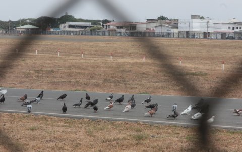 Pista de aterrizaje. Varias especies merodean zonas del aeropuerto causando peligro para los pasajeros que viajan en los aviones. Las aves ya han sido impactadas por las aeronaves