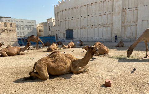 Afuera del Souq Waqif, el mercado más grande de Doha, hay camellos para las fotos.