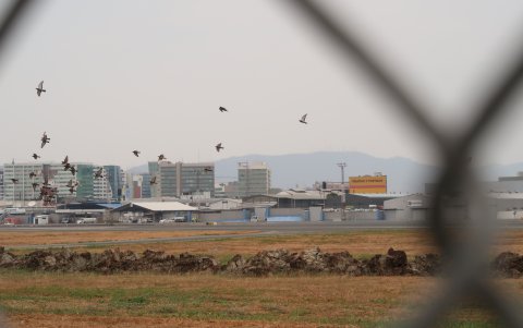 Aves. Es común observar decenas de aves dando vueltas alrededor de la pista de aterrizaje del JJO.