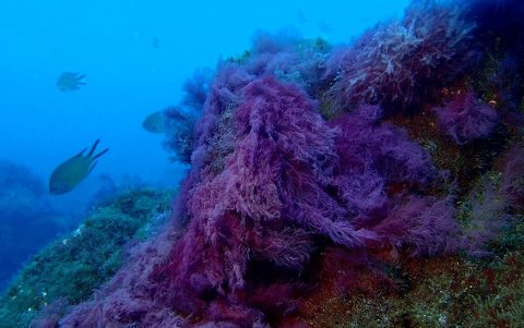 Cultivar algas ayudaría a combatir el cambio climático.