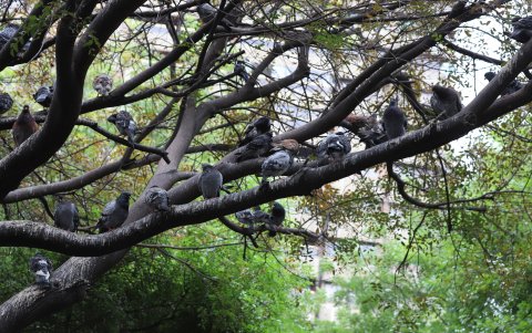 Las palomas anidan en los árboles, pero también en las infraestructuras.