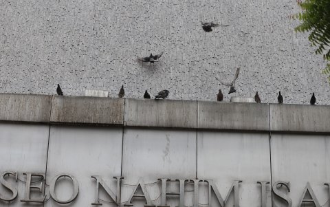 Las edificaciones sufren daños en sus infraestructuras, producto de los excrementos de las palomas que llegan para anidar en esos lugares.