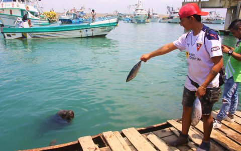 Anconcito. Un pescador lanza alimento al lobo marino.