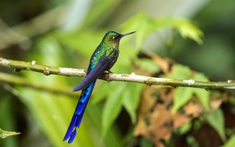 Fotografía de un colibrí, el 17 de noviembre de 2022, en Nanegalito, en la zona boscosa Chocó Andino de Pichincha, al noroccidente de Quito (Ecuador).