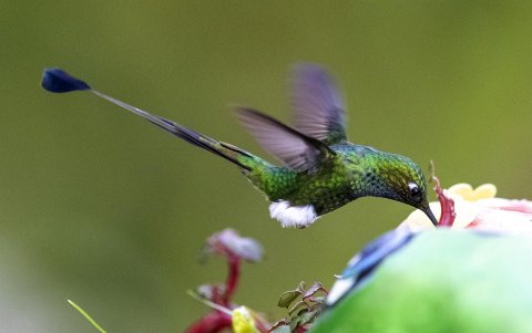 Fotografía de un colibrí, el 17 de noviembre de 2022, en Nanegalito, en la zona boscosa Chocó Andino de Pichincha, al noroccidente de Quito (Ecuador).